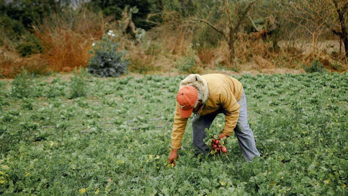 KJSEA Agriculture and Nutrition: What Is Actually Assessed